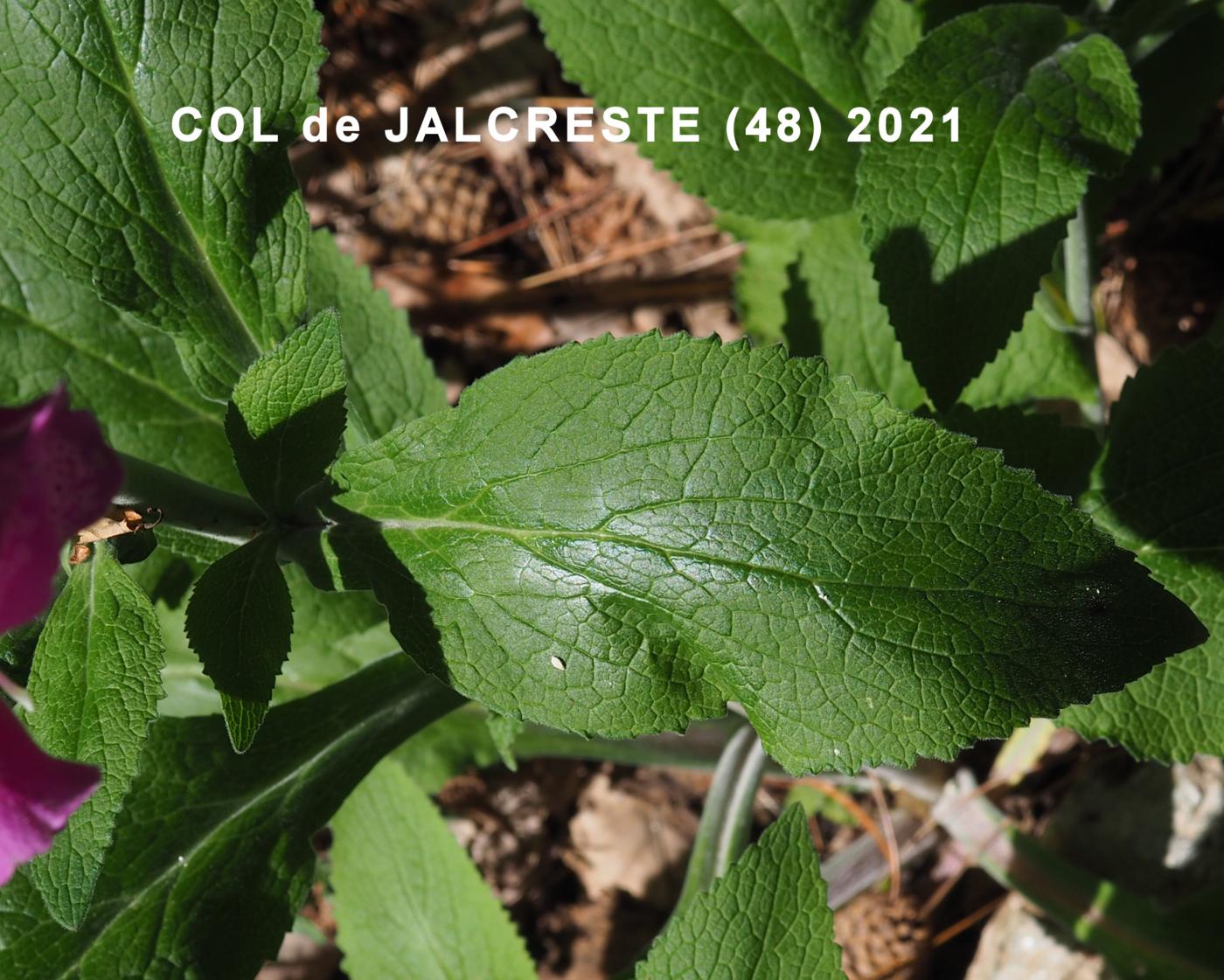 Foxglove leaf